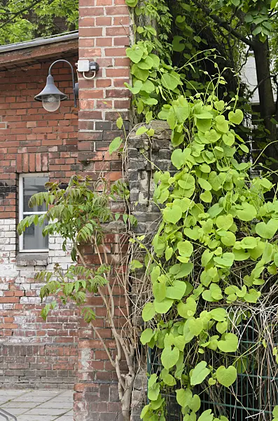 544073 - Broad-leaved dutchman's pipe (Aristolochia macrophylla)