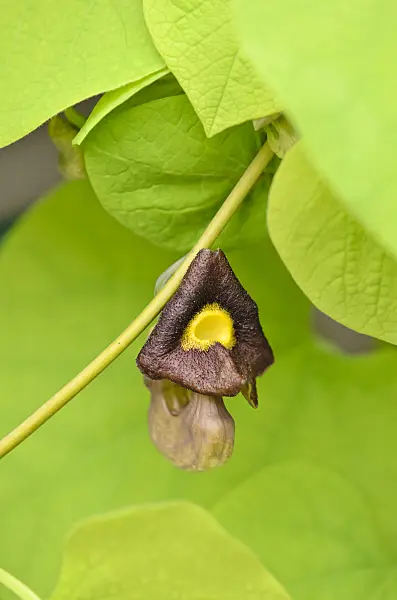 544074 - Broad-leaved dutchman's pipe (Aristolochia macrophylla)