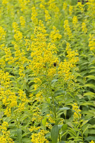 511140 - Broad-leaved goldenrod (Solidago flexicaulis)