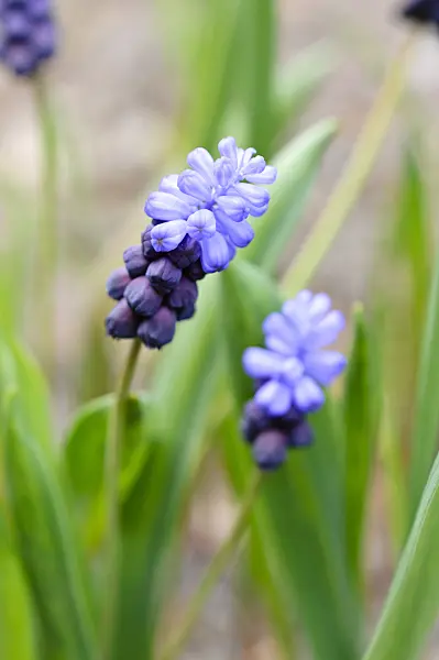 483169 - Broad-leaved grape hyacinth (Muscari latifolium)