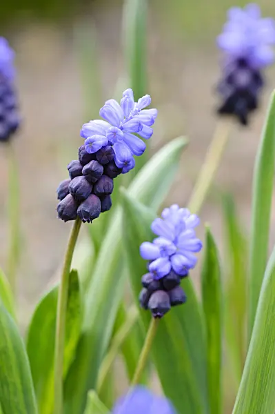 483170 - Broad-leaved grape hyacinth (Muscari latifolium)