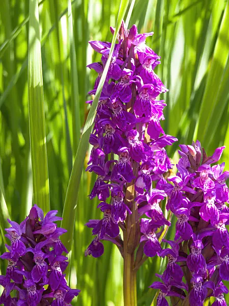 438148 - Broad-leaved marsh orchid (Dactylorhiza majalis)