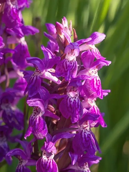 438163 - Broad-leaved marsh orchid (Dactylorhiza majalis)