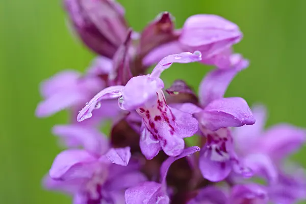 484122 - Broad-leaved marsh orchid (Dactylorhiza majalis)