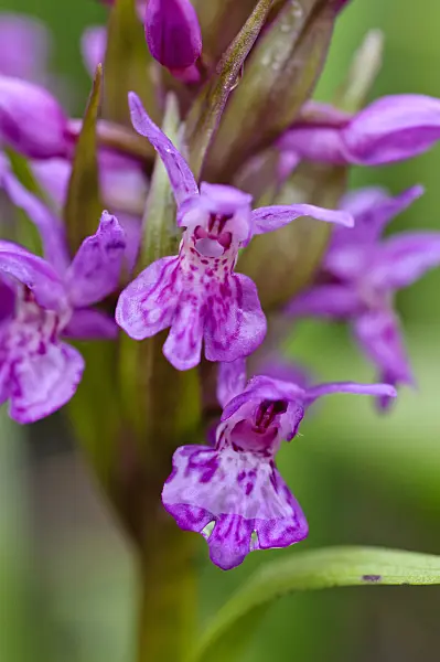 484123 - Broad-leaved marsh orchid (Dactylorhiza majalis)