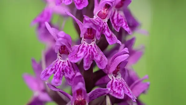 496129 - Broad-leaved marsh orchid (Dactylorhiza majalis)