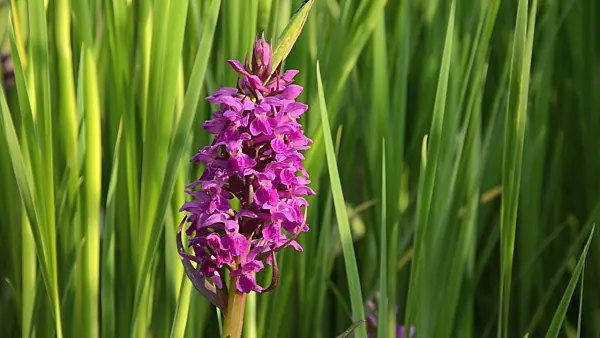 496130 - Broad-leaved marsh orchid (Dactylorhiza majalis)