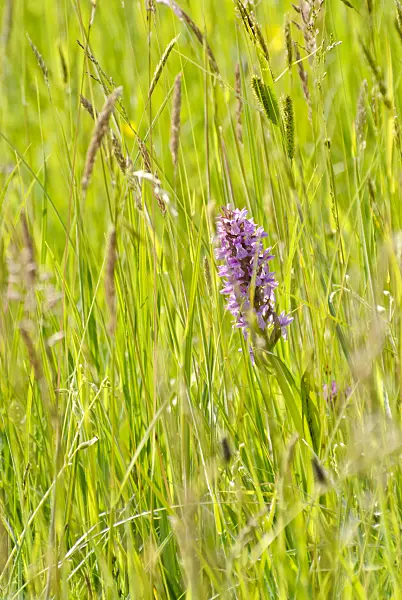 545001 - Broad-leaved marsh orchid (Dactylorhiza majalis)