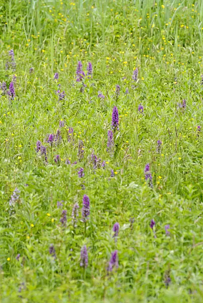 545071 - Broad-leaved marsh orchid (Dactylorhiza majalis)