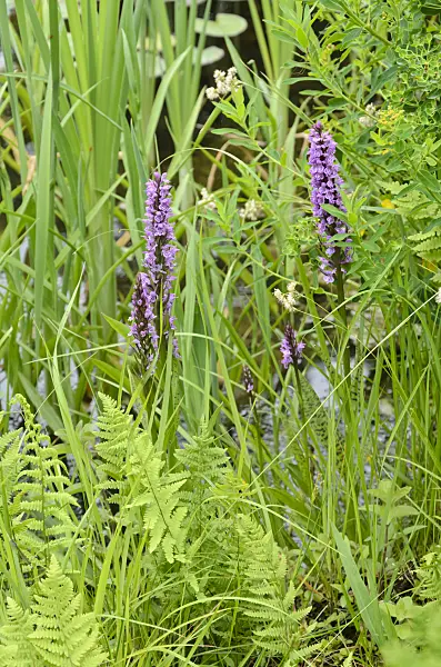 545135 - Broad-leaved marsh orchid (Dactylorhiza majalis)