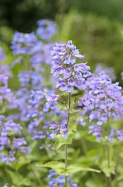 521182 - Broad-leaved penstemon (Penstemon ovatus)