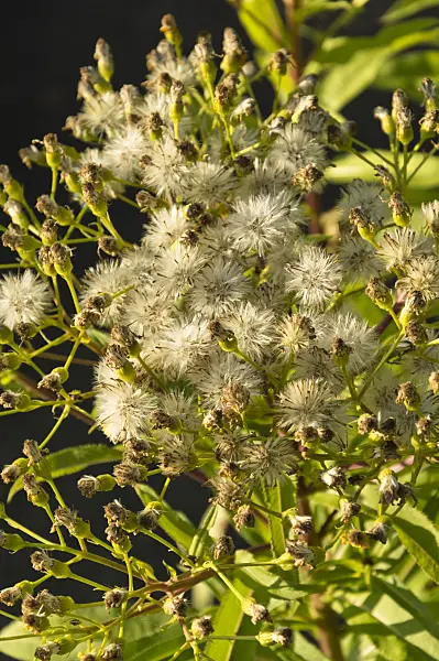 512001 - Broad-leaved ragwort (Senecio sarracenicus syn. Senecio fluviatilis)