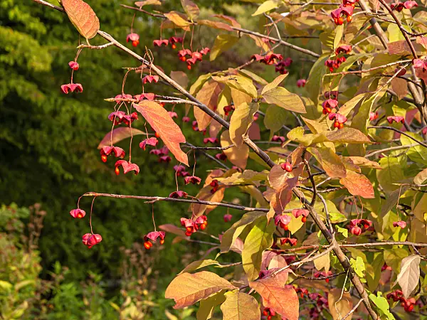 464072 - Broad leaved spindle tree (Euonymus latifolius)