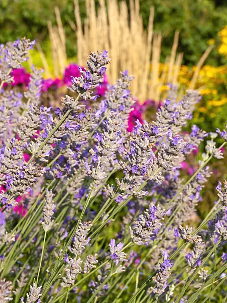 440010 - Broadleaf lavender (Lavandula latifolia)
