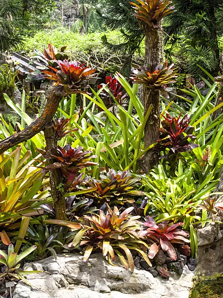 454148 - Bromeliad garden, National Orchid Garden, Singapore