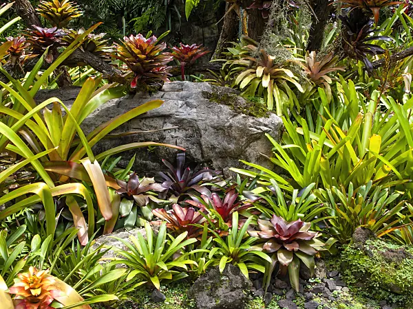 454150 - Bromeliad garden, National Orchid Garden, Singapore