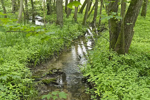 509182 - Brook in an alluvial forest, Lower Oder Valley National Park, Germany