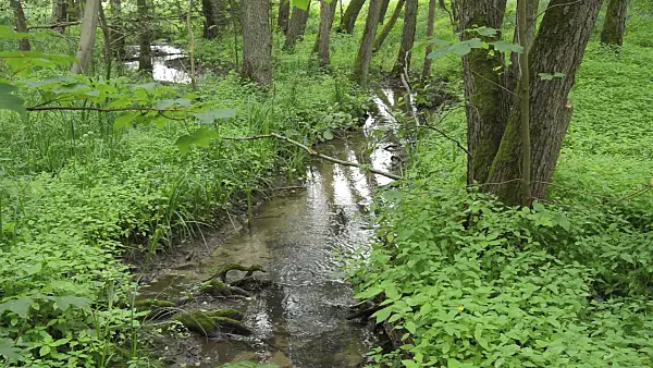 509189 - Brook in an alluvial forest, Lower Oder Valley National Park, Germany