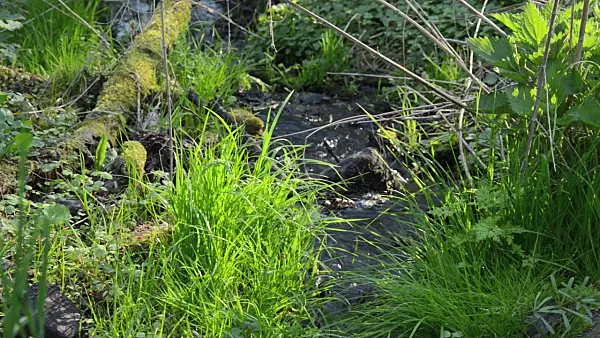 507155 - Brook in the Densenberge Forest, Lower Oder Valley National Park, Germany