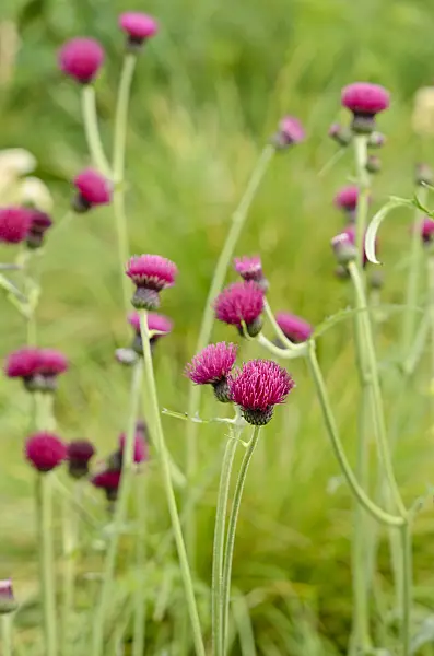 533452 - Brook thistle (Cirsium rivulare 'Atropurpureum')