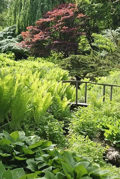 509138 - Brook with wooden bridge