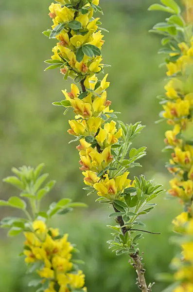 543063 - Broom (Chamaecytisus falcatus)