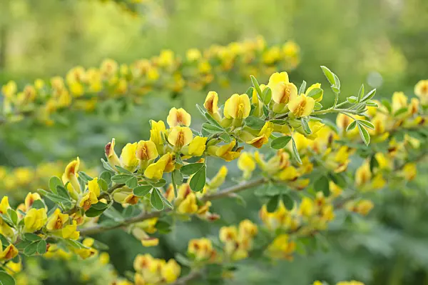 471300 - Broom (Chamaecytisus triflorus)