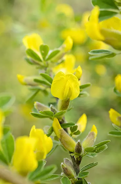 507174 - Broom (Chamaecytisus triflorus)