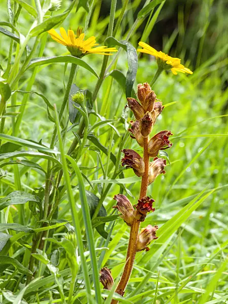439255 - Broomrape (Orobanche)