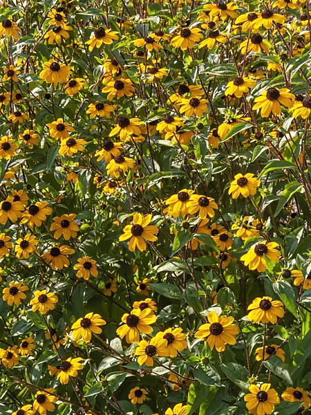 417019 - Brown-eyed Susan (Rudbeckia triloba)