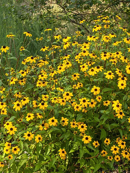451048 - Brown-eyed Susan (Rudbeckia triloba)
