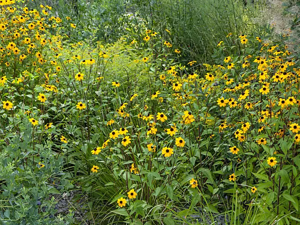 451051 - Brown-eyed Susan (Rudbeckia triloba)