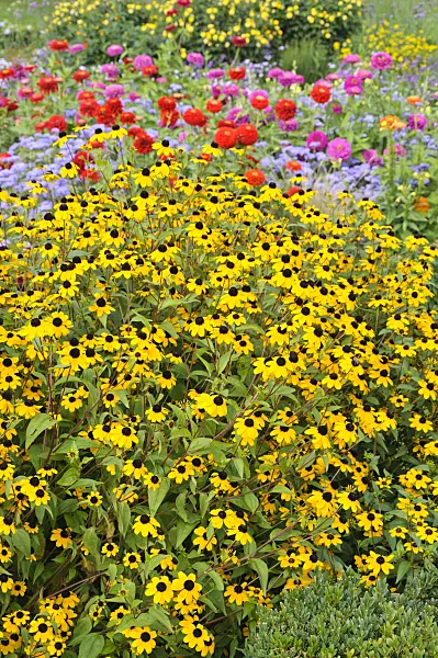 476110 - Brown-eyed Susan (Rudbeckia triloba)