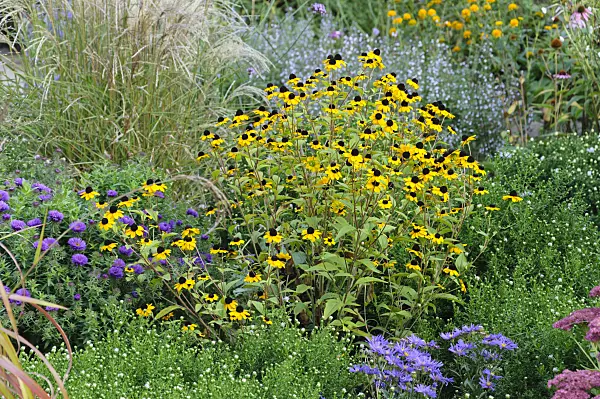 476203 - Brown-eyed Susan (Rudbeckia triloba)