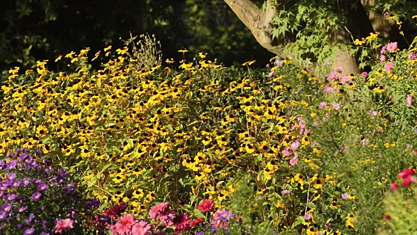 500146 - Brown-eyed Susan (Rudbeckia triloba)