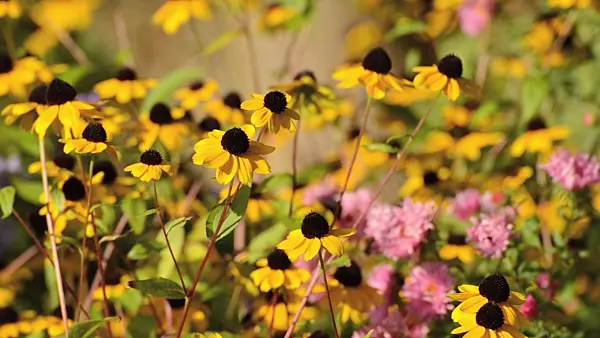 500147 - Brown-eyed Susan (Rudbeckia triloba)
