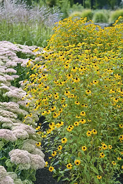 502424 - Brown-eyed Susan (Rudbeckia triloba)
