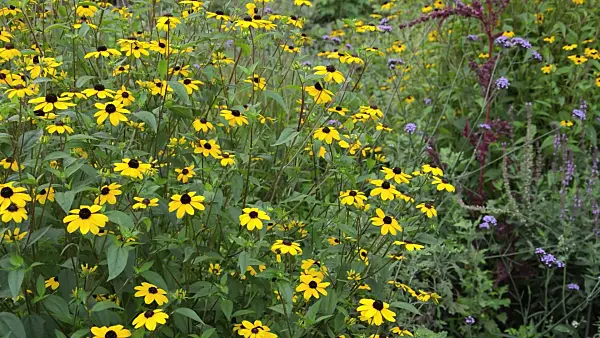 511353 - Brown-eyed Susan (Rudbeckia triloba)