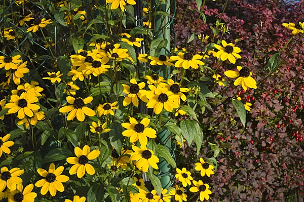 512100 - Brown-eyed Susan (Rudbeckia triloba)