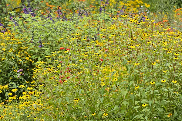 535113 - Brown-eyed Susan (Rudbeckia triloba)