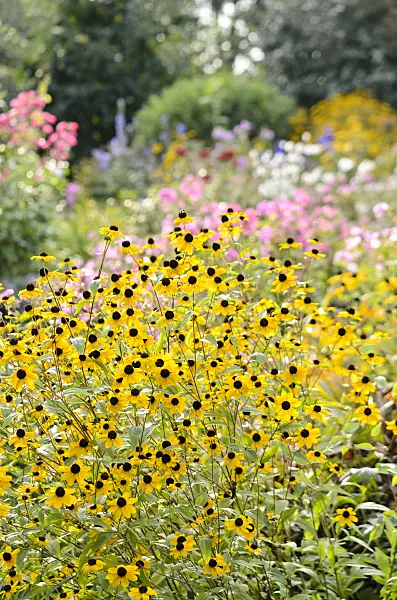 536188 - Brown-eyed Susan (Rudbeckia triloba)