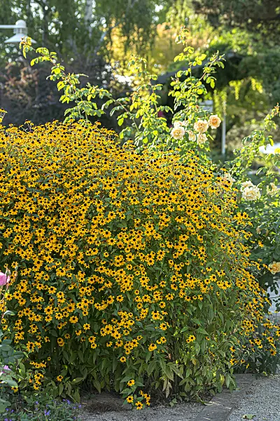 651495 - Brown-eyed Susan (Rudbeckia triloba)
