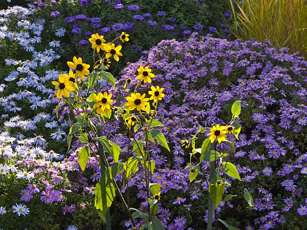 418085 - Brown-eyed Susan (Rudbeckia triloba) and aster (Aster)