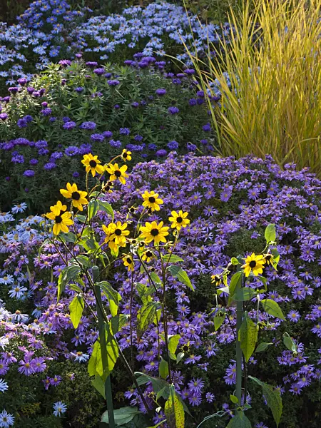 418086 - Brown-eyed Susan (Rudbeckia triloba) and aster (Aster)