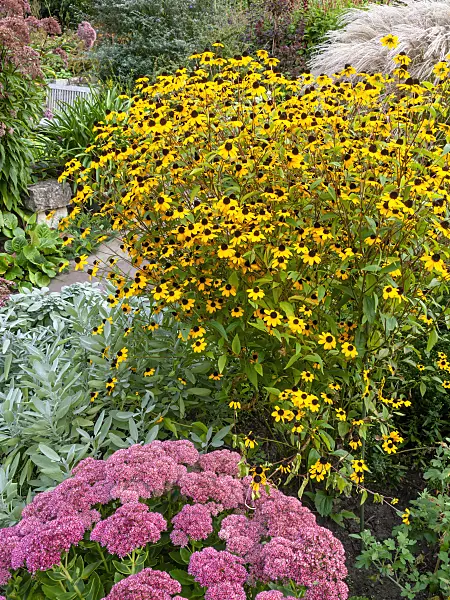 452230 - Brown-eyed Susan (Rudbeckia triloba) and orpine (Sedum telephium syn. Hylotelephium telephium)
