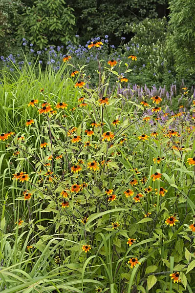 511087 - Brown-eyed Susan (Rudbeckia triloba 'Prairie Glow')