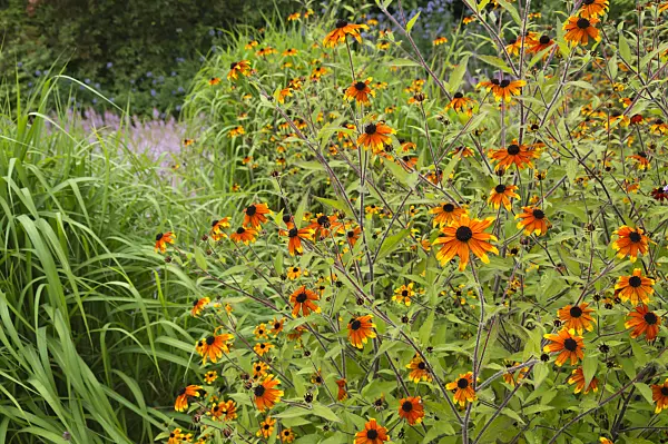 511088 - Brown-eyed Susan (Rudbeckia triloba 'Prairie Glow')