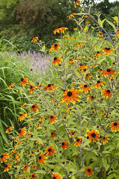 511089 - Brown-eyed Susan (Rudbeckia triloba 'Prairie Glow')