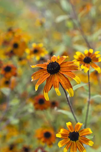 511313 - Brown-eyed Susan (Rudbeckia triloba 'Prairie Glow')