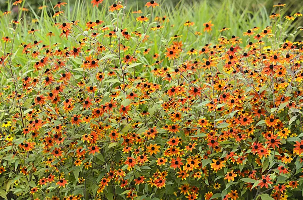 535213 - Brown-eyed Susan (Rudbeckia triloba 'Prairie Glow')